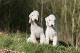 BEDLINGTON TERRIER 227